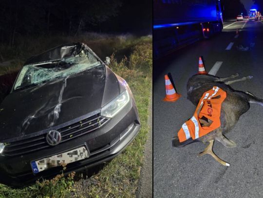 Lubelskie: Zderzenie z łosiem. Kierowca trafił do szpitala