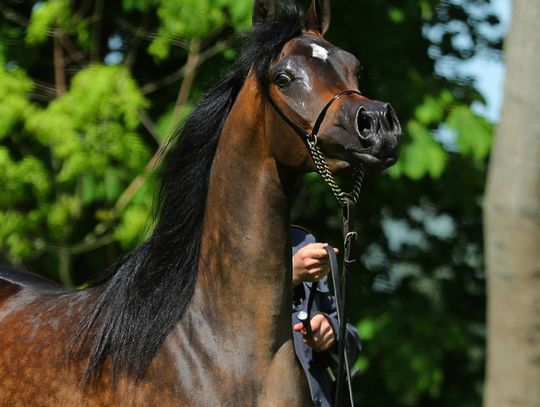 Znana lista koni na tegoroczną aukcję Pride of Poland