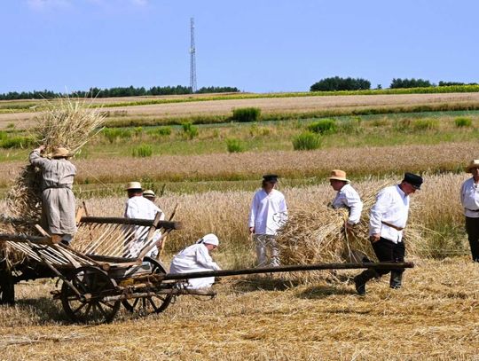 Żniwa jak dawniej w Majdanie Górnym! "Kłosek żyta na polu u Dziedzica" [ZDJĘCIA]