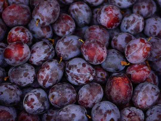 Zupa śliwkowa z skórką cytryny, przepis Radosława Surmacza z Józefowa