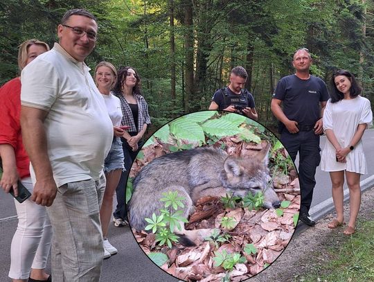 Wśród kierowców przejeżdżających przez Roztoczański Park Narodowy znalazł się ktoś, kto zauważył małego, przestraszonego wilczka, a następnie powiadomił służby.