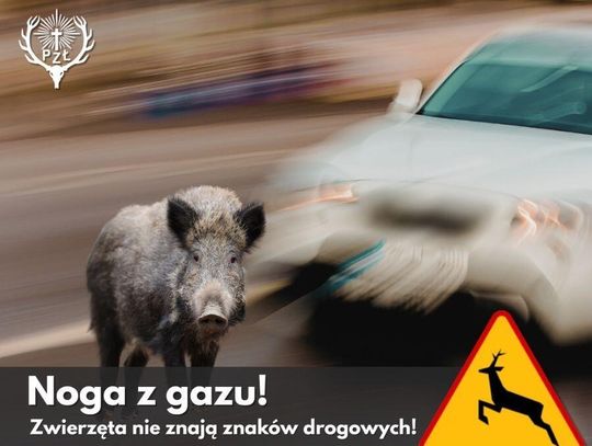 Zwolnij na drodze przez las i wieś. PZŁ ostrzega przed sarnami i dzikami