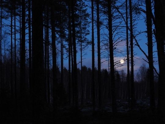Zziębnięta i wystraszona szła leśną drogą. Uratował ją przypadkowy świadek
