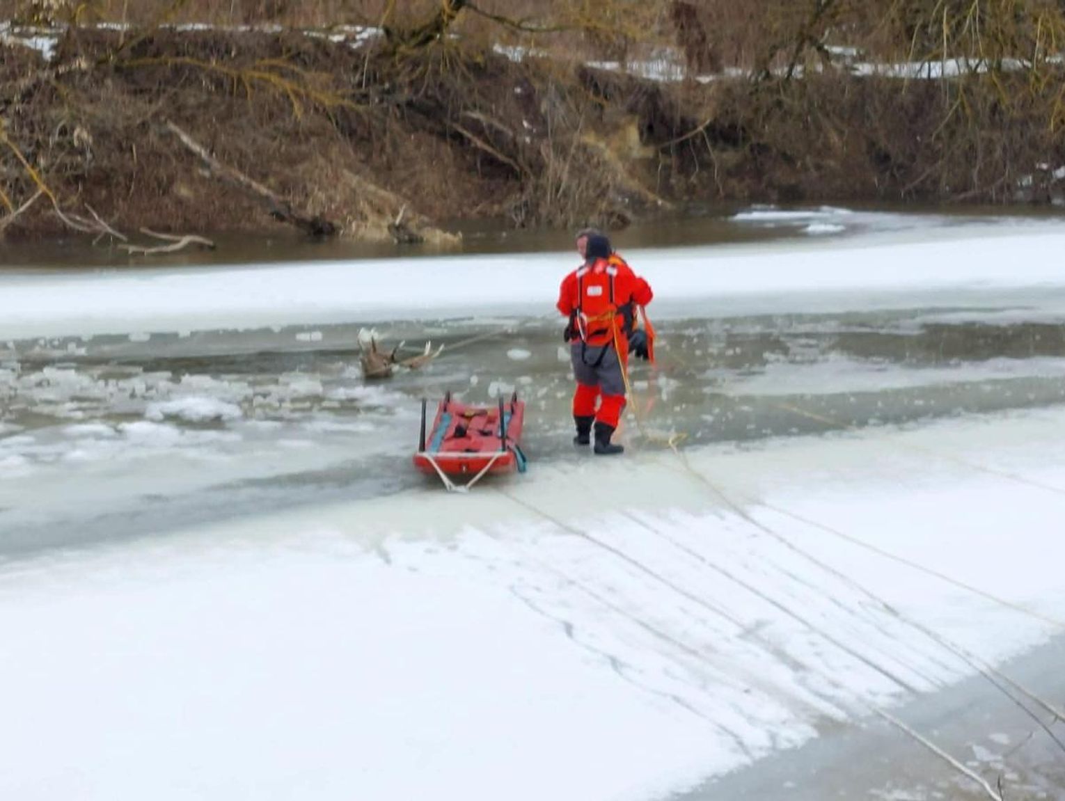 Matcze: 14 strażaków, 3 godziny walki o życie jelenia, który wpadł do Bugu [ZDJĘCIA]