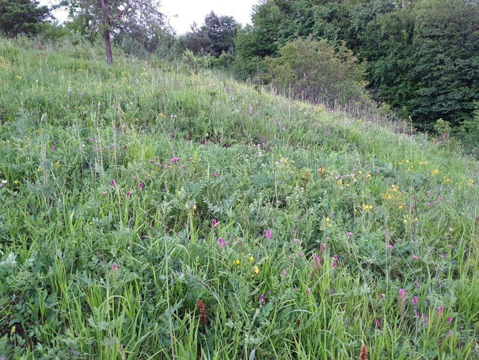 Akcja "Ratujemy murawę Białej Góry 2026" trwa. Po młodzieży, pora na dorosłych, ZamToP zaprasza w sobotę