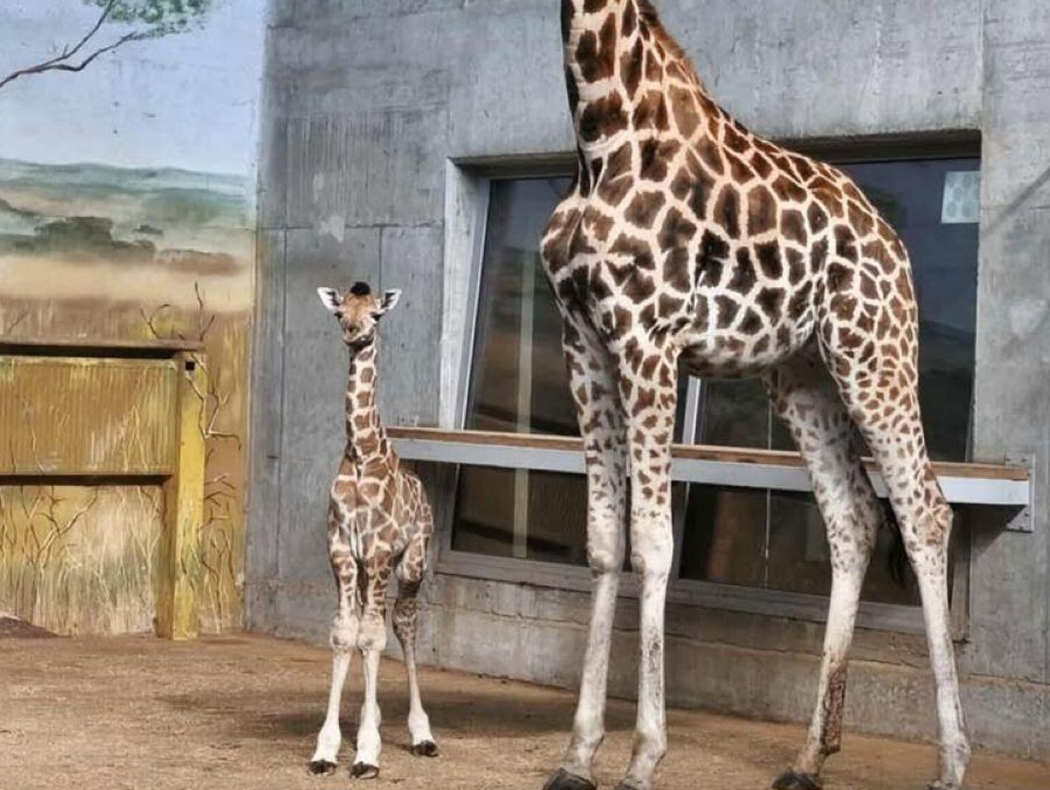 Asani, Bantu, Yumbe czy Mosi? Zoo w Zamościu ogłosiło konkurs na imię dla młodej żyrafy