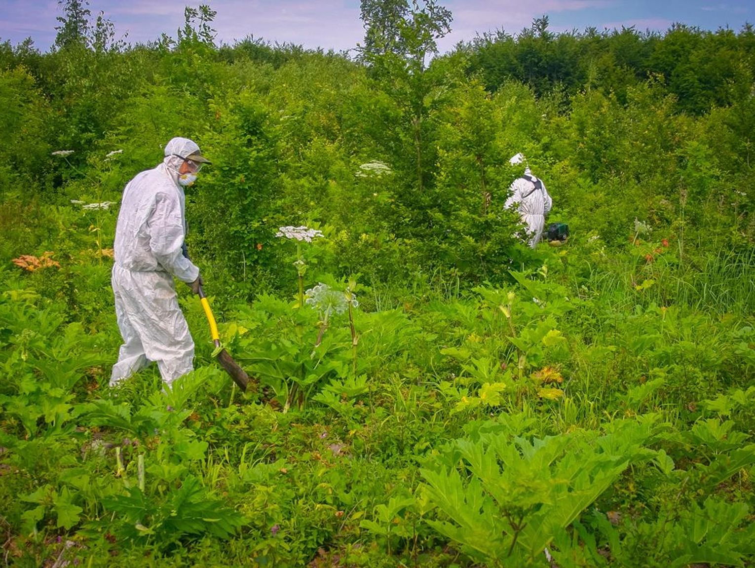 Barszcz Sosnowskiego zagrożeniem w lasach. W Nadleśnictwie Tomaszów trwa walka z toksycznym intruzem
