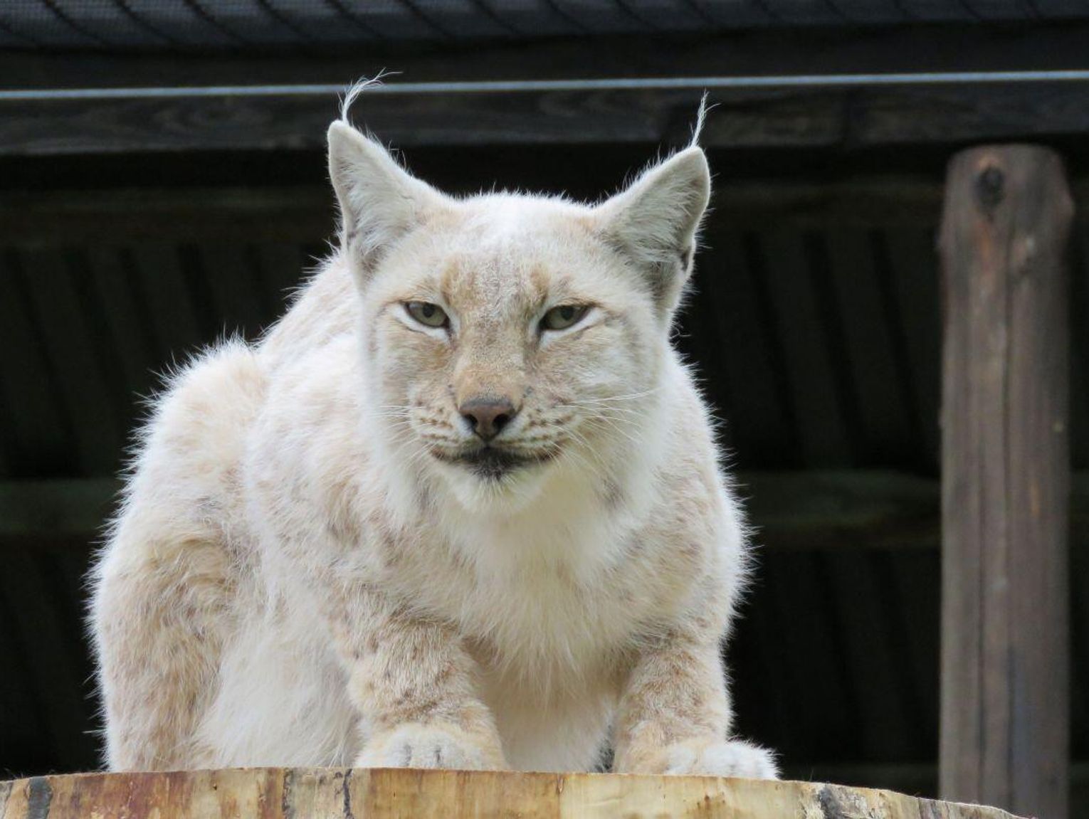Bezpłatne zwiedzanie zoo w Zamościu na koniec roku. Sprawdź godziny i datę