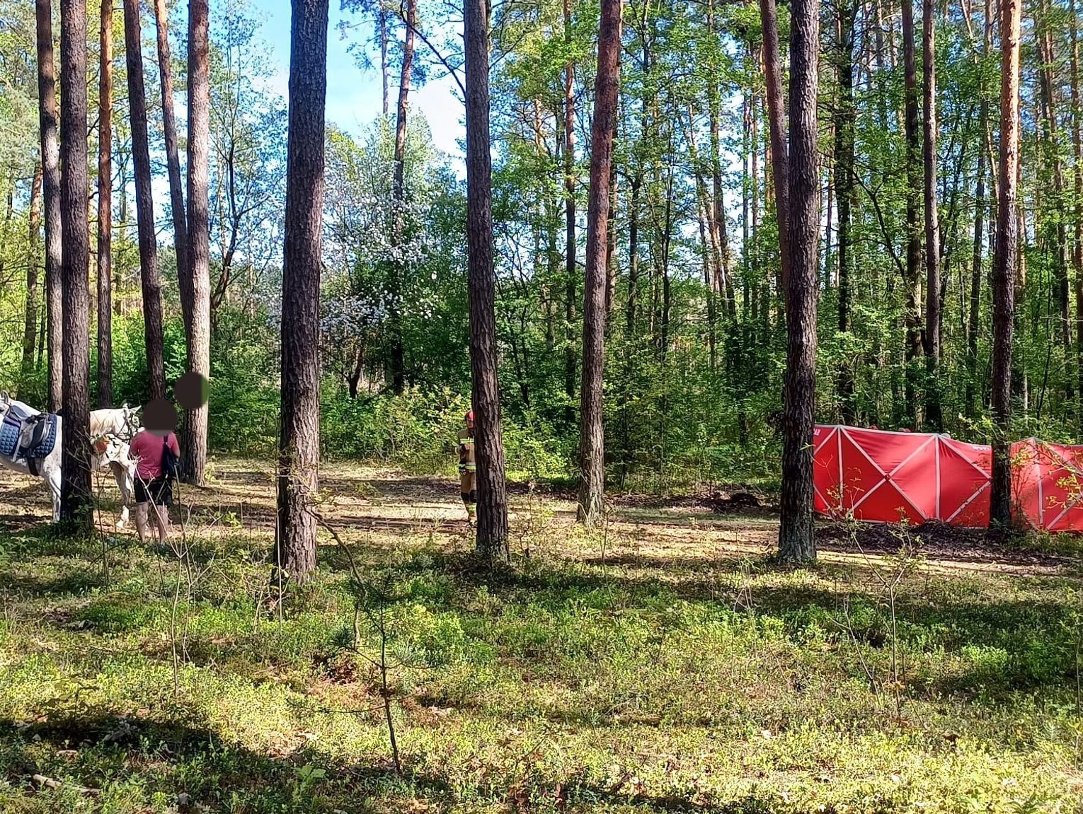 Biłgoraj: 14-latka zginęła w lesie. Śledztwo umorzone