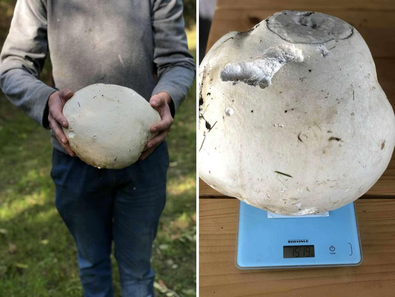 Co za grzyb! 25-latek z Sadów pod Skierbieszowem znalazł prawdziwego giganta