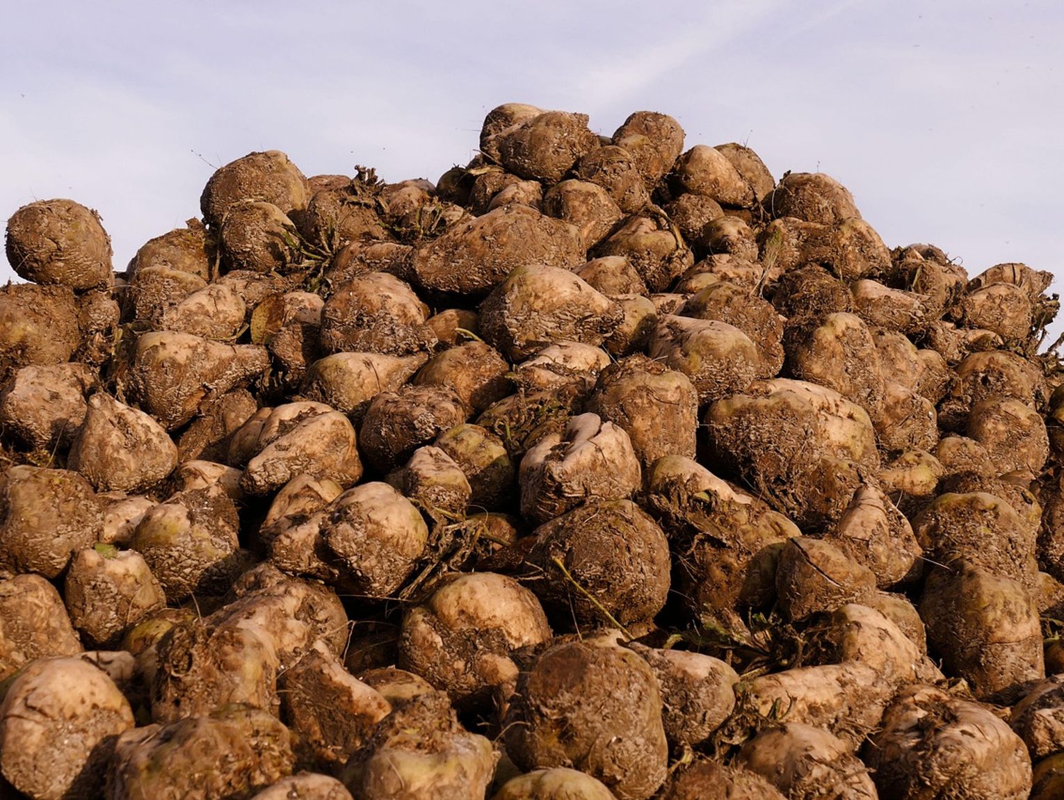 Cukrownia Werbkowice. Plantatorzy buraków nie będą zadowoleni. Nie takich cen oczekiwali na skupie