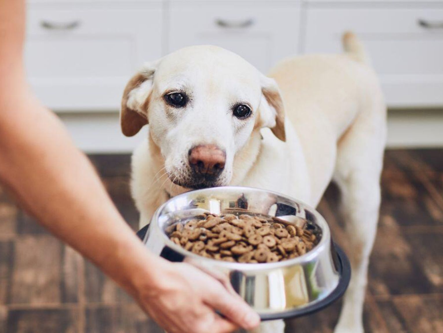 Diety pudełkowe dla ludzi już były. Teraz hitem jest catering dla psów