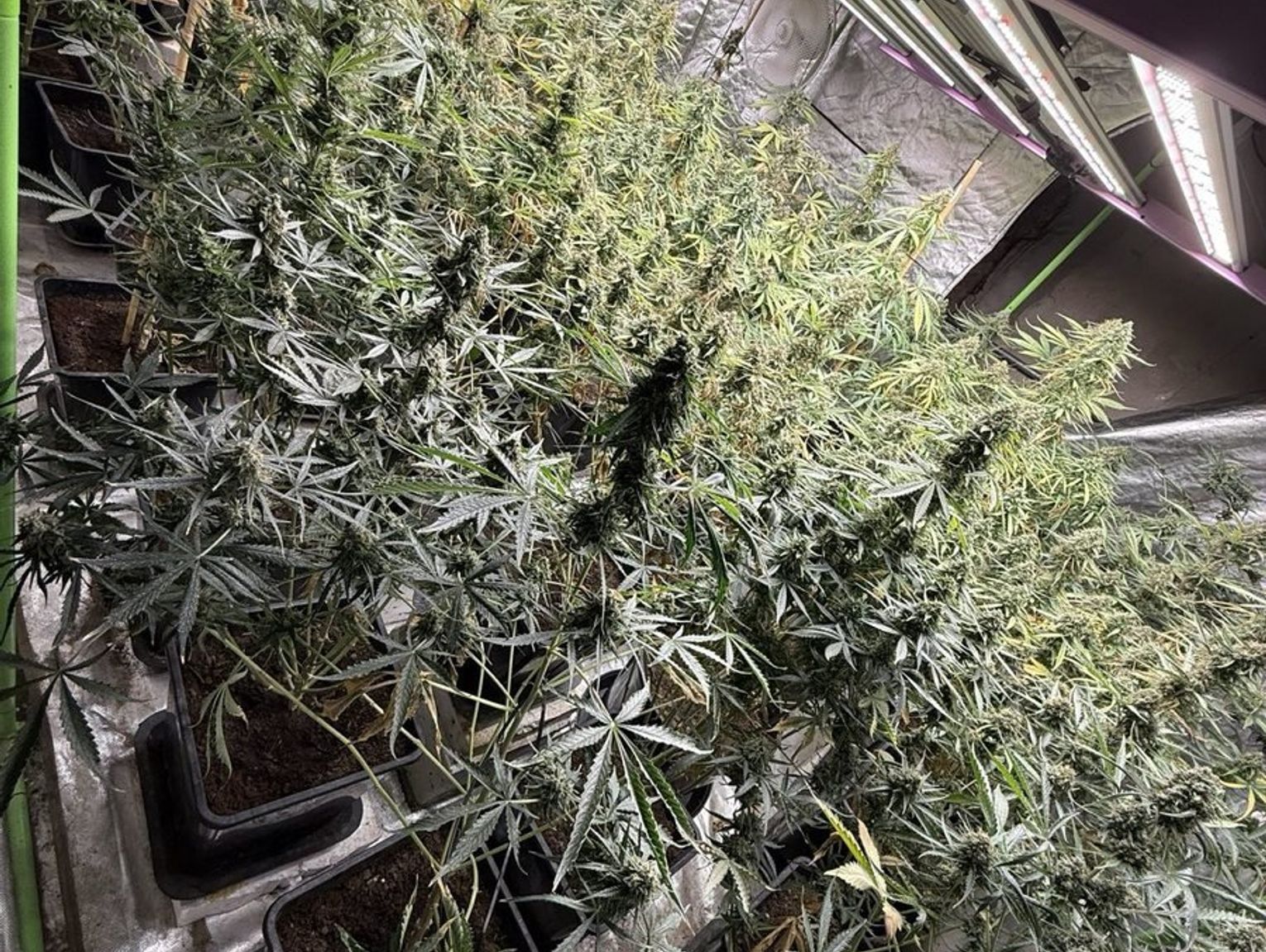 Gm. Biłgoraj: Policjanci zabezpieczyli marihuanę wartą 300 tys. zł