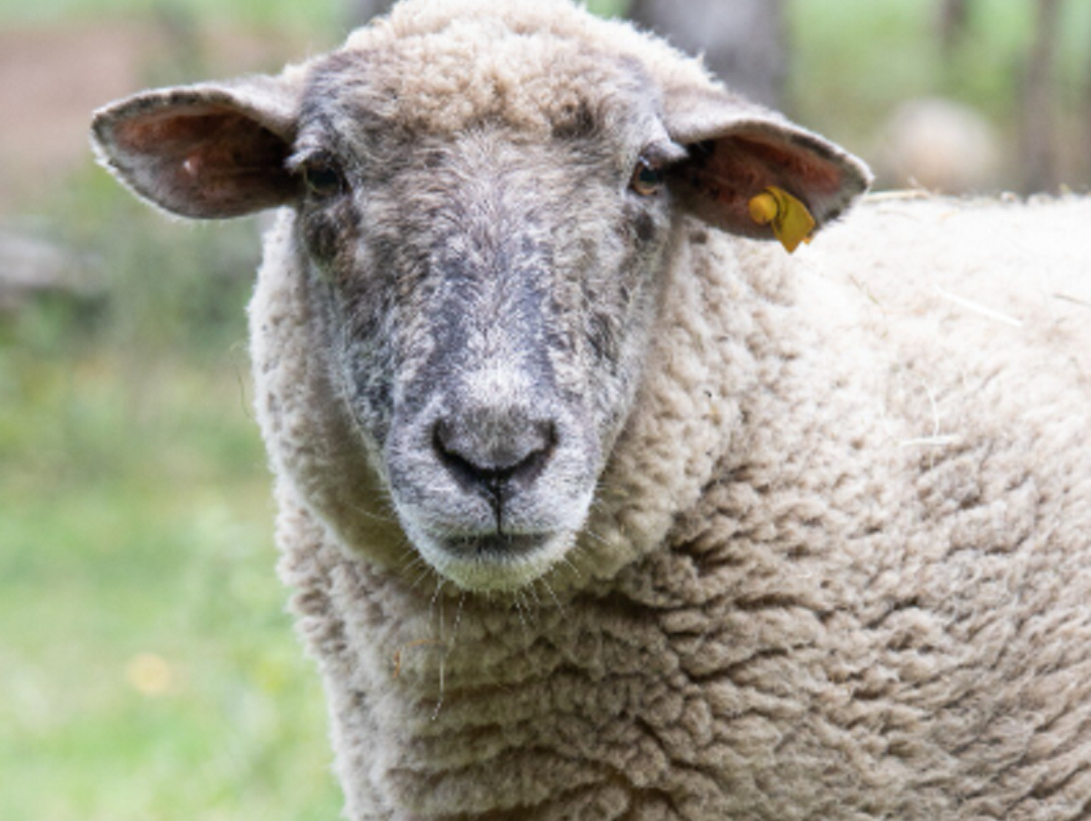 Lubelskie: Owce padły, a służby wyjaśniają, dlaczego