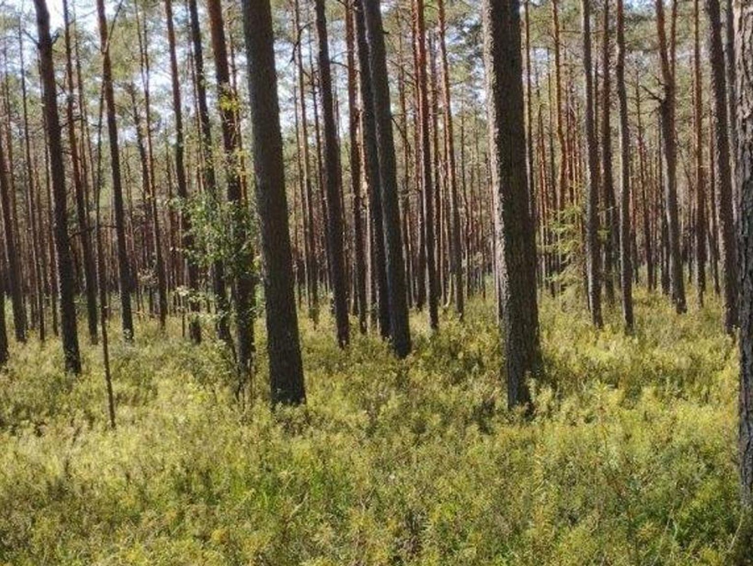 „Wielkie Bagno”. Nowy rezerwat przyrody w powiecie biłgorajskim