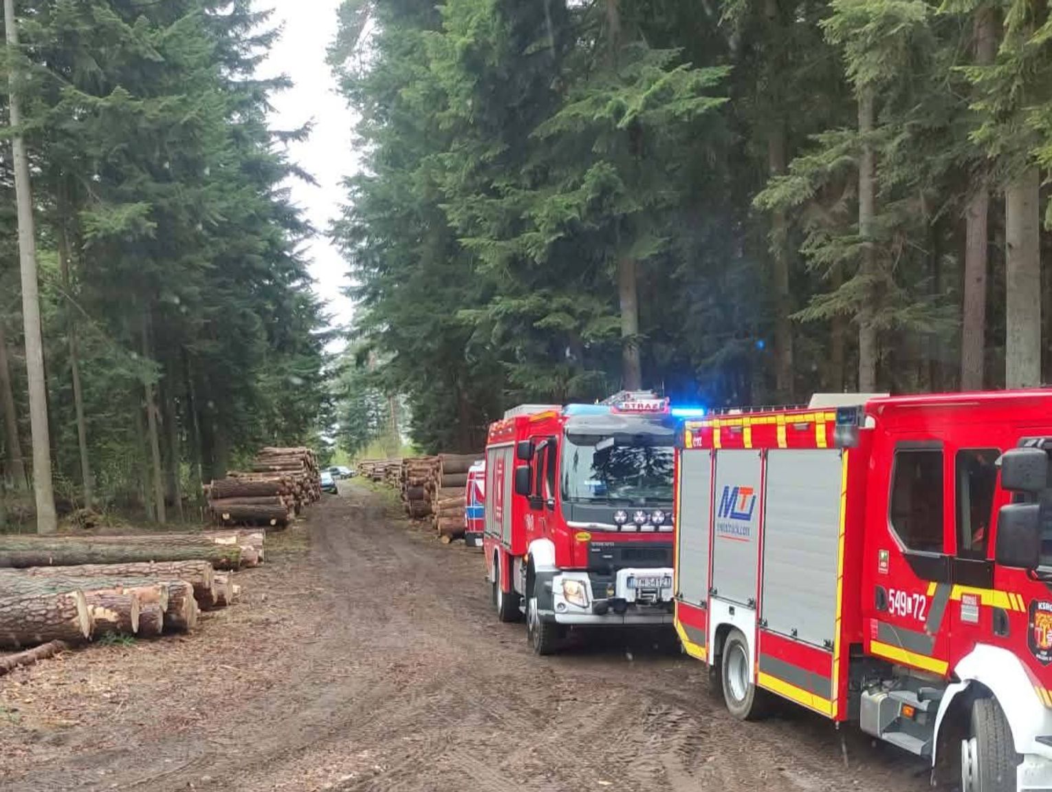 Gmina Bełżec: Śmierć w lesie. 43-latka przygniotło drzewo