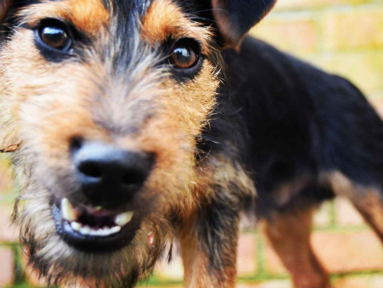 Ein schlechtes Ende für den Spaß in Hrubieszów. Hund beißt ein Kind!