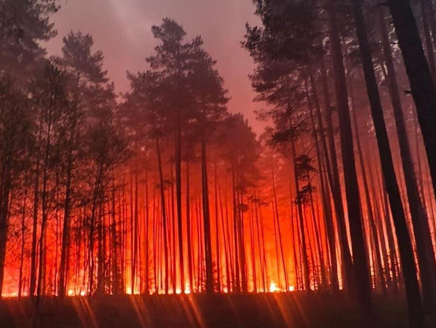 Katastrofa lotnicza podczas gaszenia pożaru w powiecie biłgorajskim. Nie żyje pilot samolotu