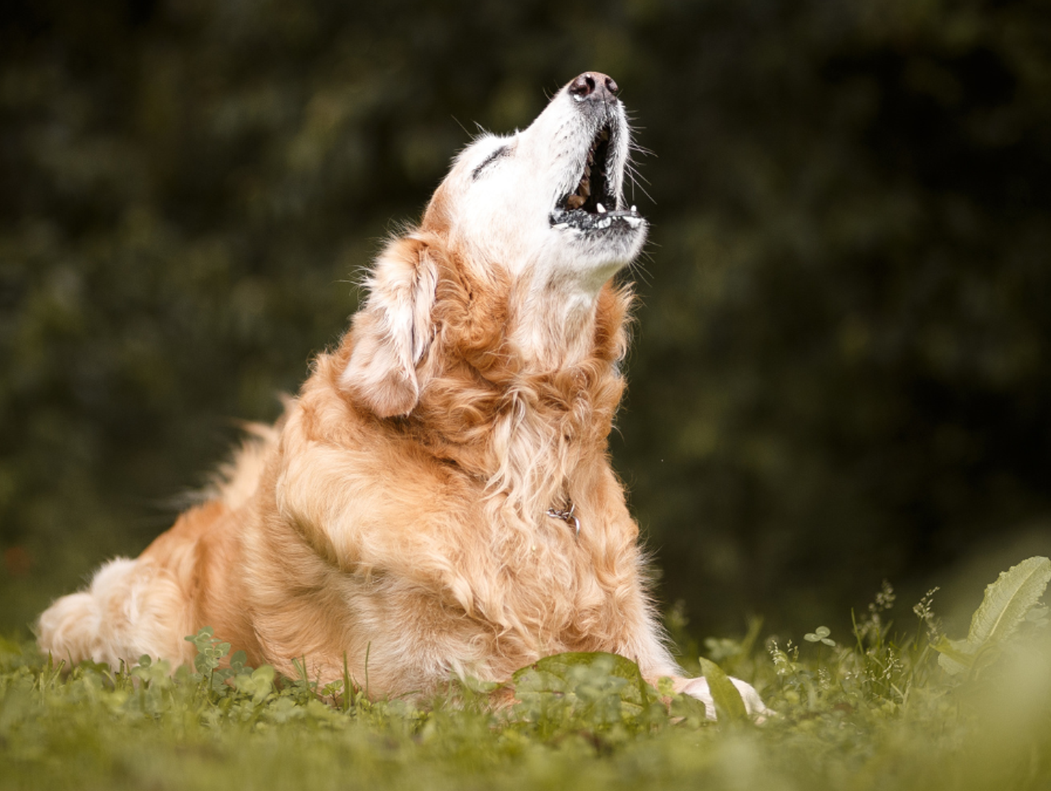 Kto odpowiada za szczekanie psów? I kto ma je uciszyć? Obywatel prosi rzecznika