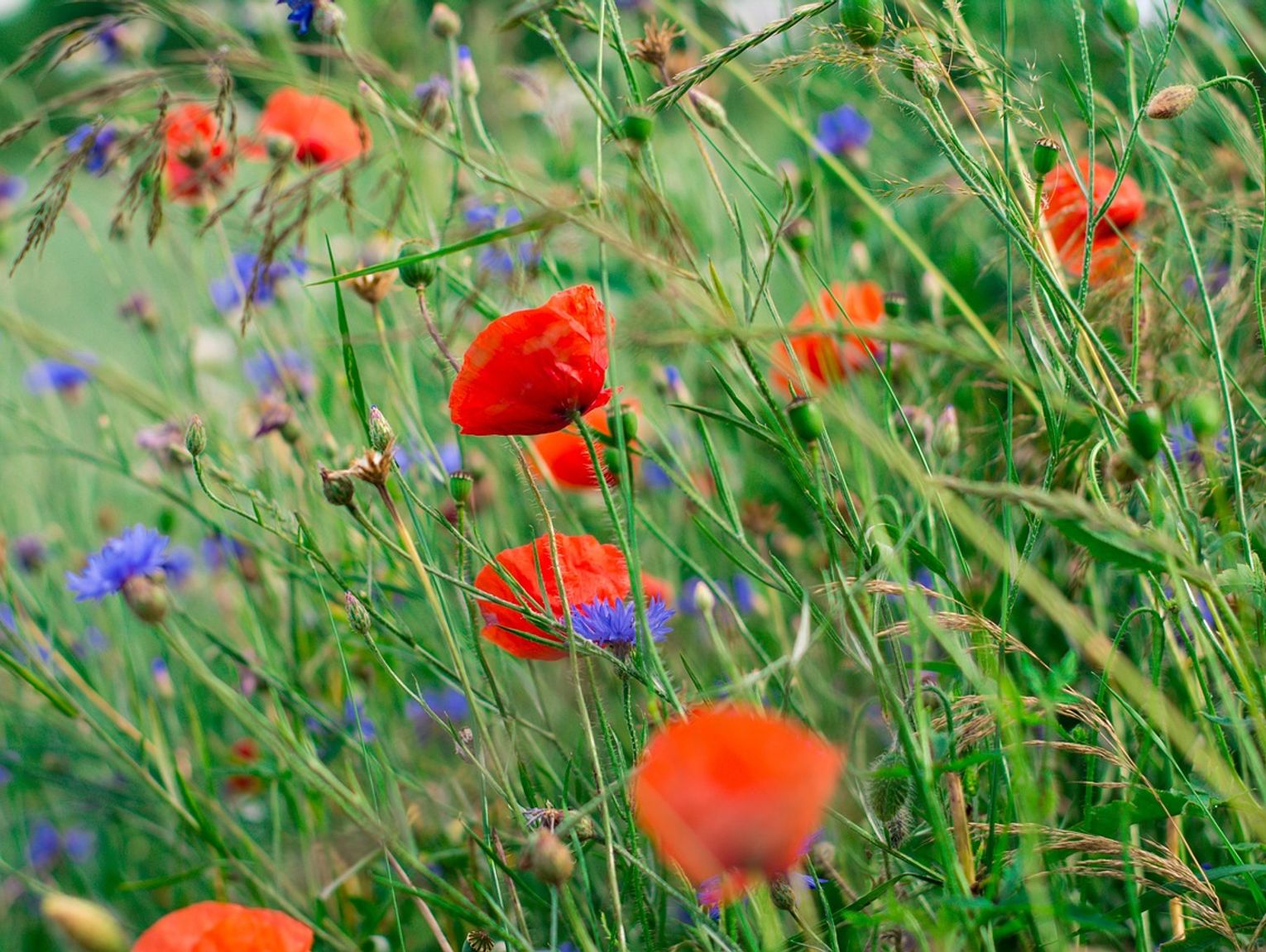 Łaszczów refleksyjny. Zaprasza na wieczór poetycki i koncert