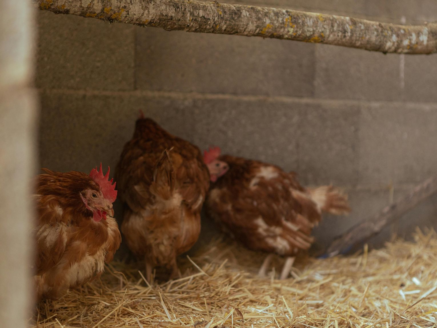 Lubelskie w reżimie sanitarnym. Wykryto ognisko rzekomego pomoru drobiu. Wojewoda wprowadza restrykcje