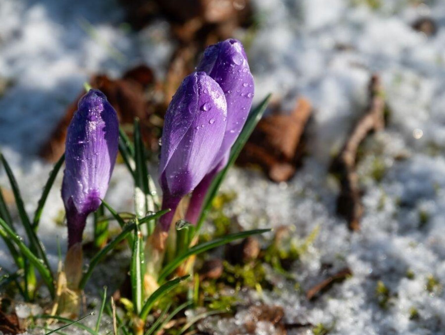 Marzec w pogodzie: ciepło, mróz i widmo suszy