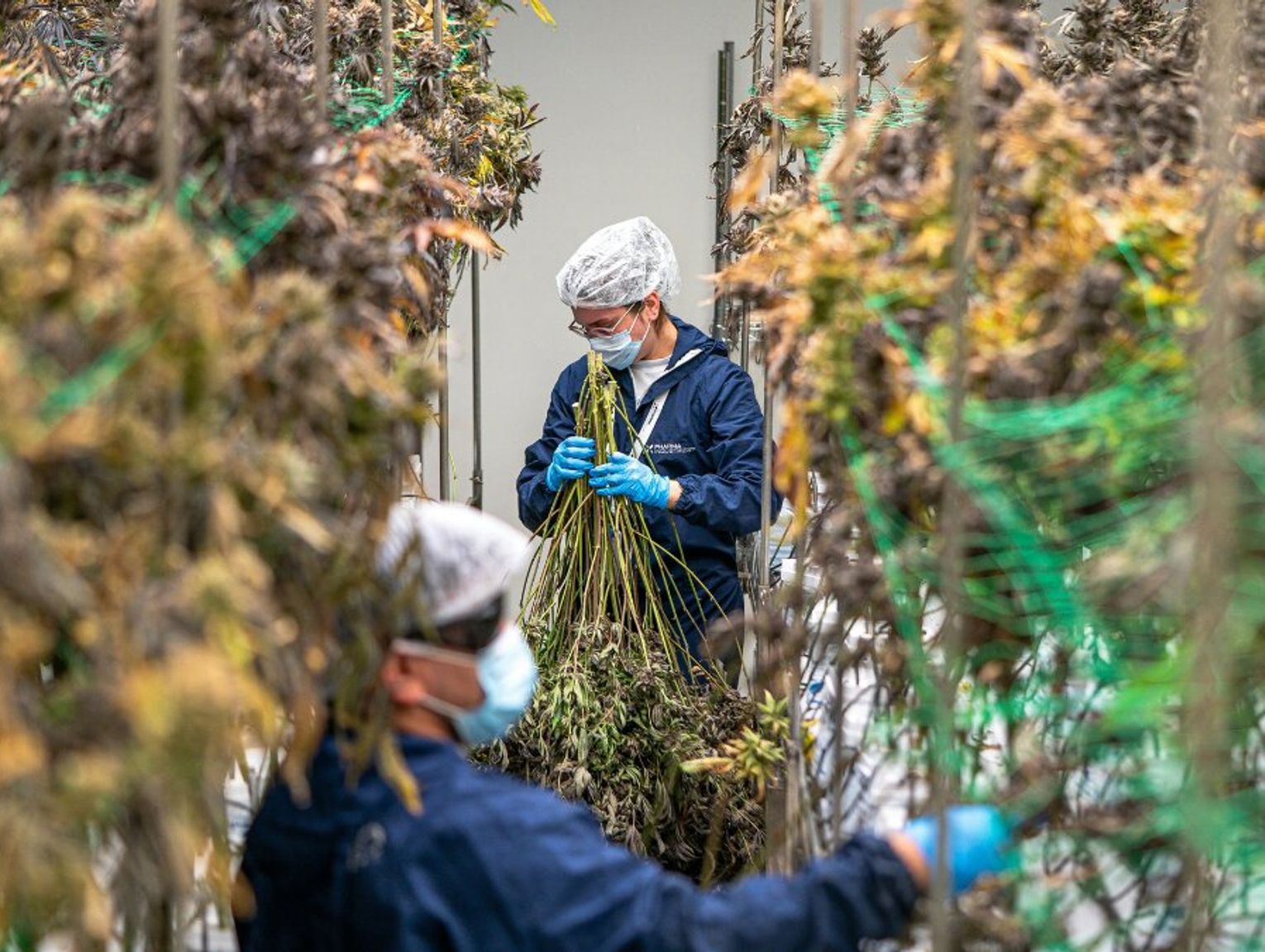 Medyczna marihuana ma się dobrze. I sprzedaje się coraz lepiej