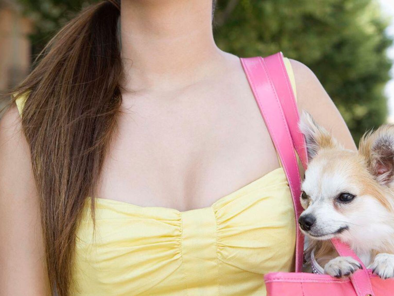 Na wakacje do hotelu z psem. Pojechać mogą nie tylko torebkowe