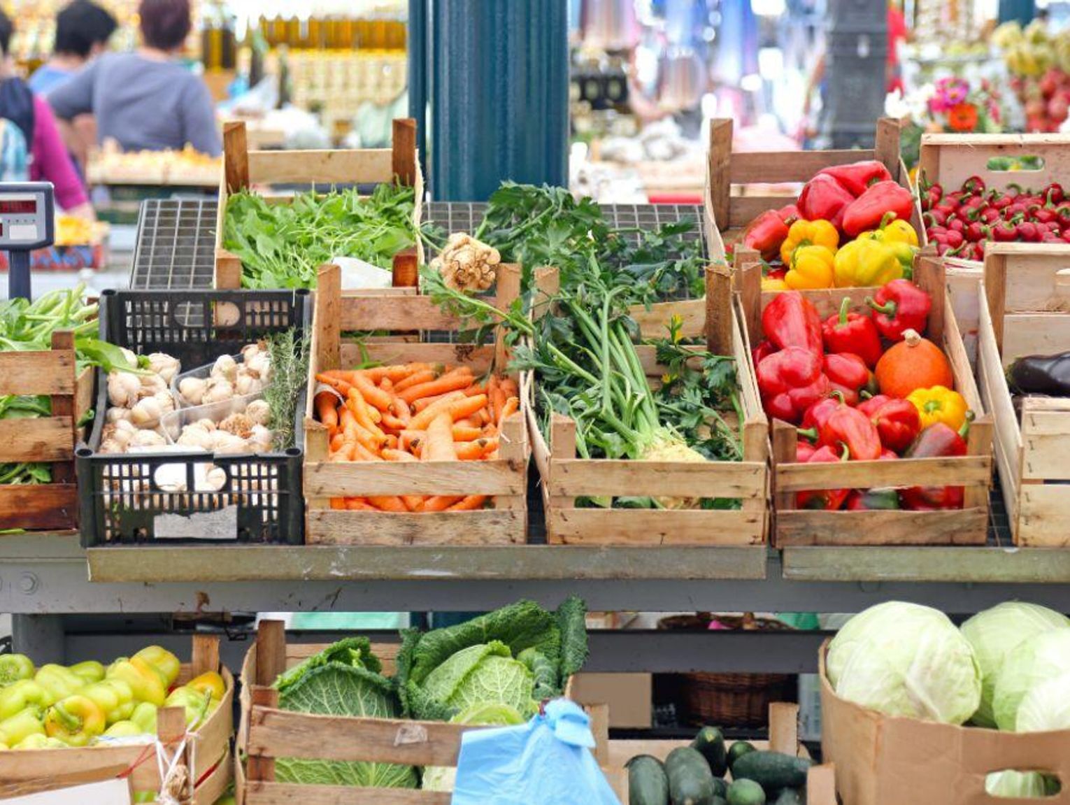 Najpierw ziemniaki, teraz kapusta. Plony obfite, rolnicy załamani