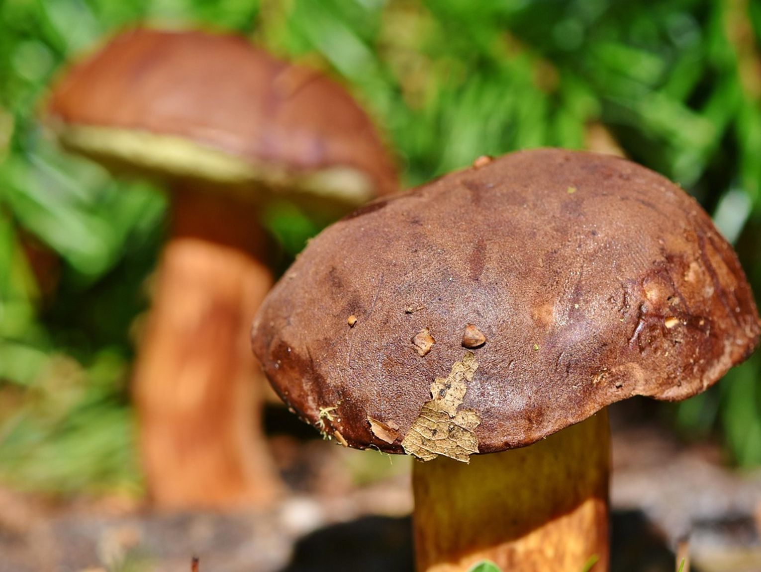 Odnaleziono zaginioną grzybiarkę z Biłgoraja