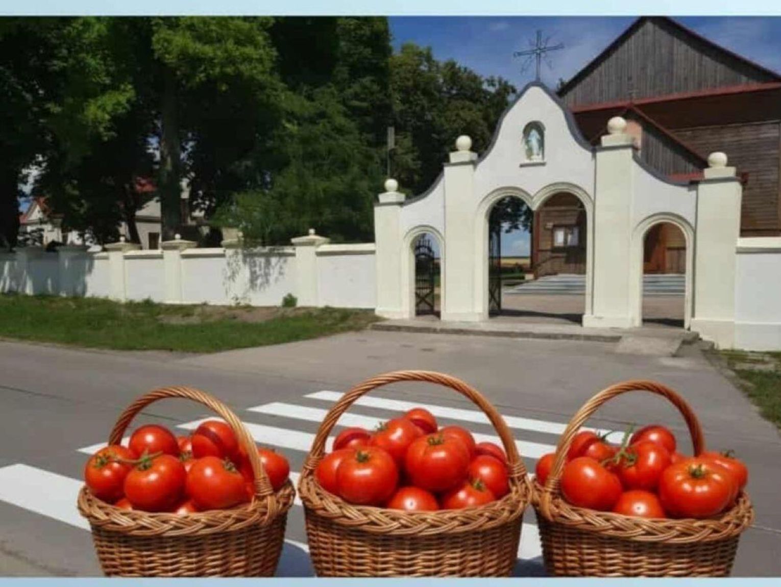 Ogłosili samozbiory, a teraz zapłacą VAT?! Rolnicy zapowiadają, iż za rok zaorają pola