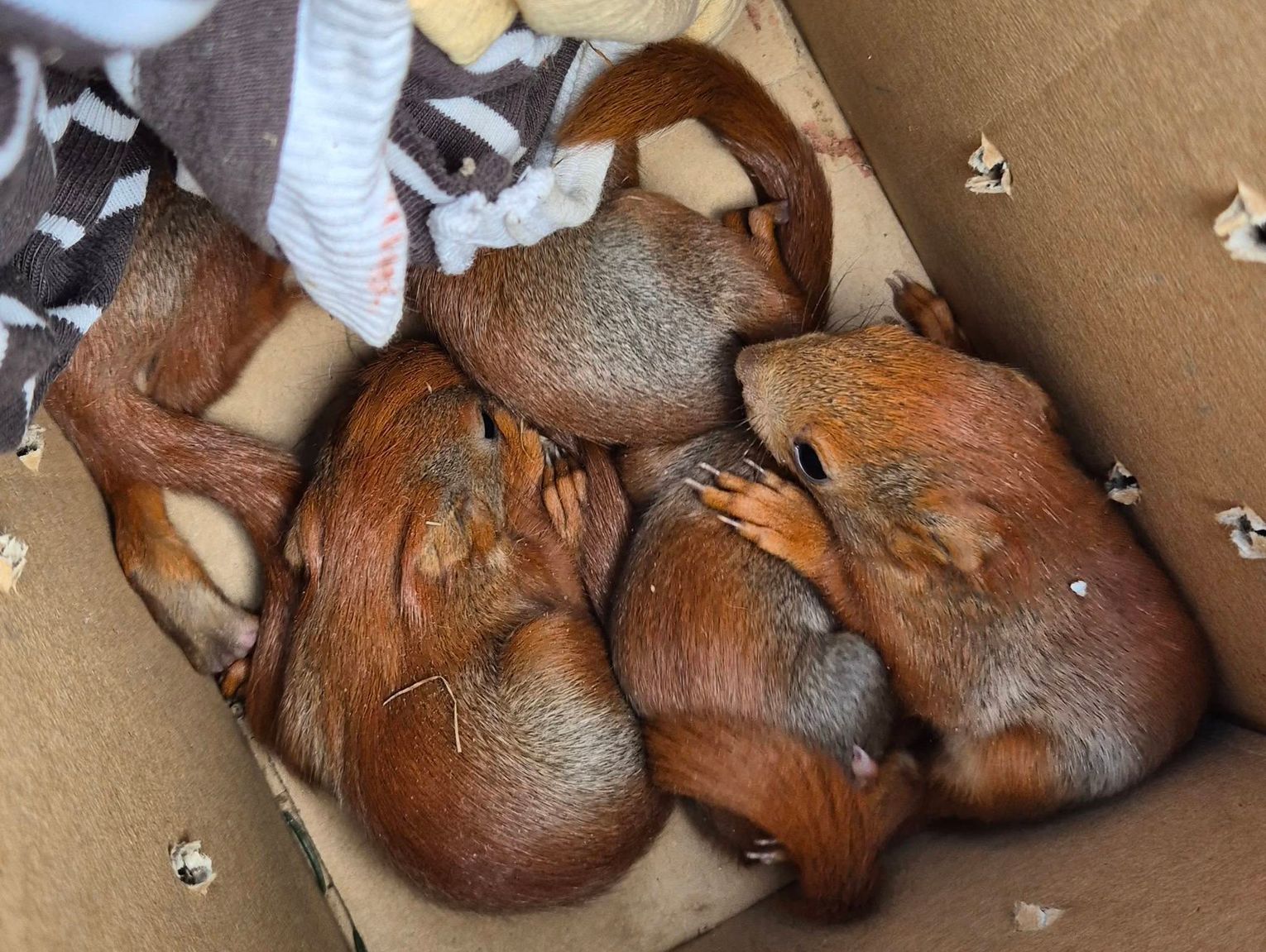 Piękna akcja dziennikarza i jego sąsiada! Pięć osieroconych wiewiórek uratowanych! [FILM]