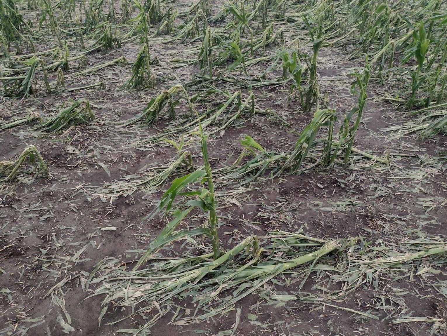 Powiat hrubieszowski: 1,5 tys. wniosków o oszacowanie zniszczeń po burzy z gradem. Na polach nie zostały choćby łodygi [ZDJĘCIA]