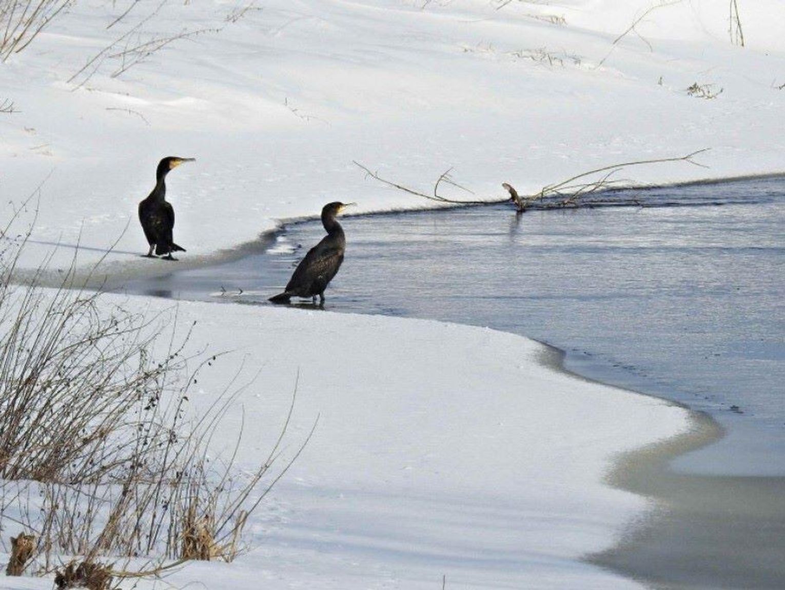 Powiat hrubieszowski: Huczwa skuta lodem, ale pełna życia. Wyniki zimowego liczenia ptaków 2026