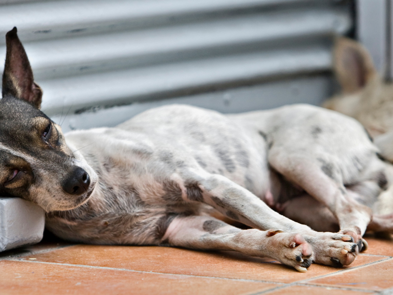 Przybywa bezdomnych zwierząt. Schroniska robią bokami