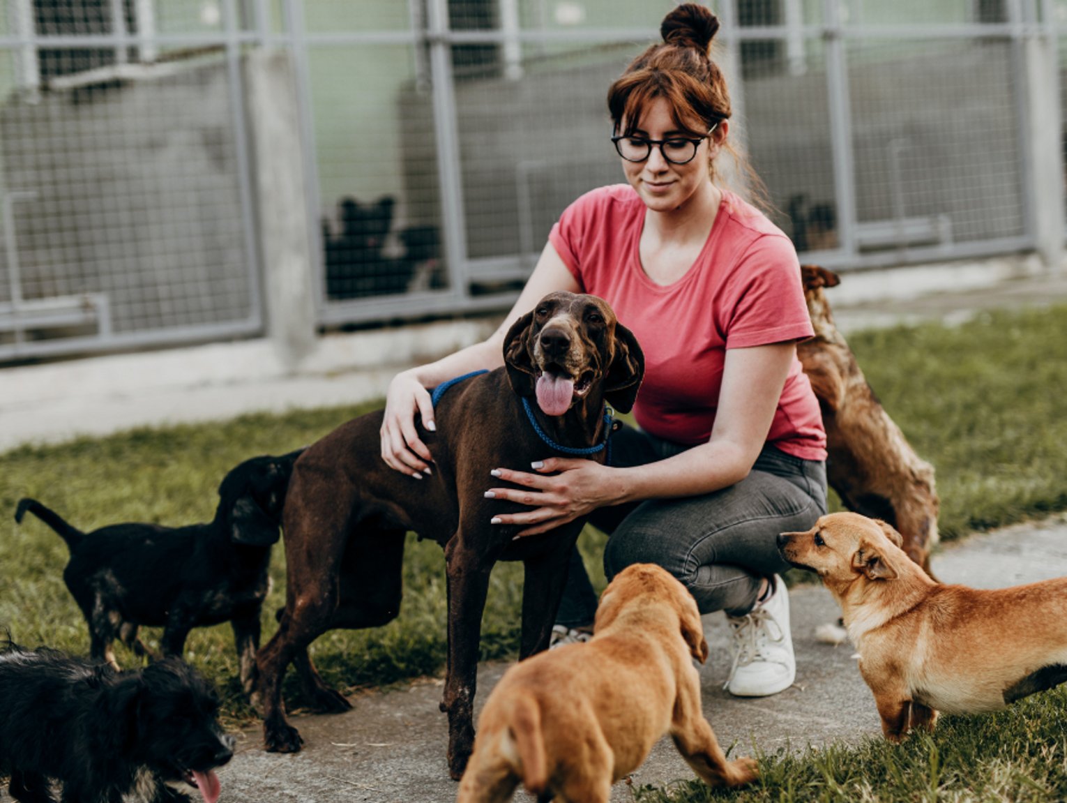 Psinder, czyli Psi Tinder, łączy człowieka z psem ze schroniska