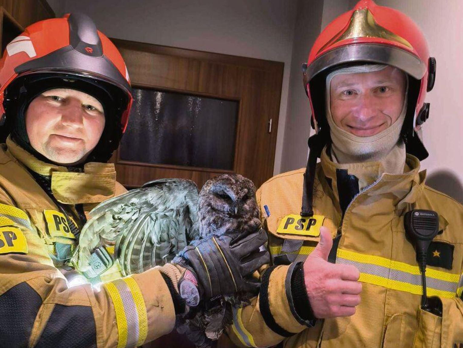 Sowa w śmiertelnej pułapce na jednym z biłgorajskich osiedli