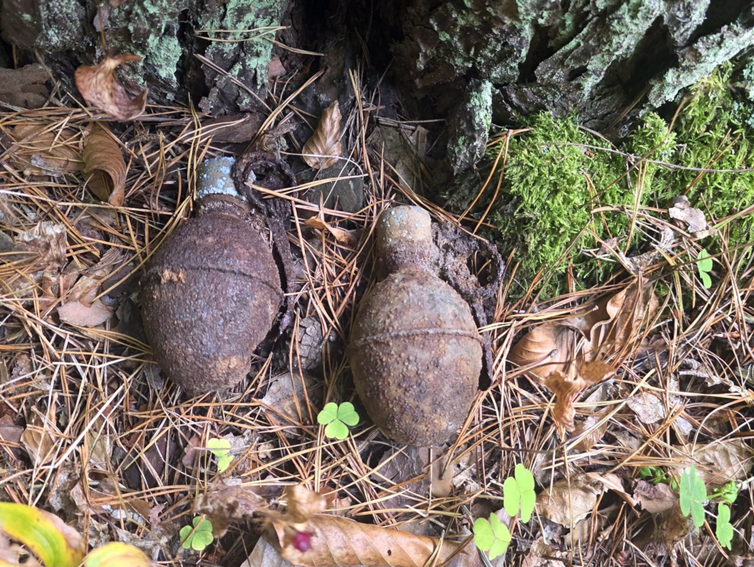 Spacer z niespodzianką. Skorodowane granaty w Roztoczańskim Parku Narodowym