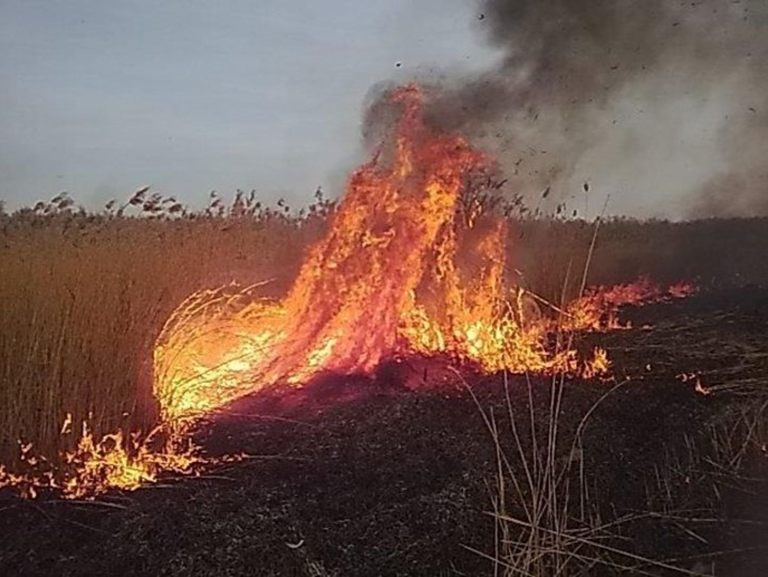 Strażacy i leśnicy sprawdzili drogi pożarowe w lasach gminy Nielisz