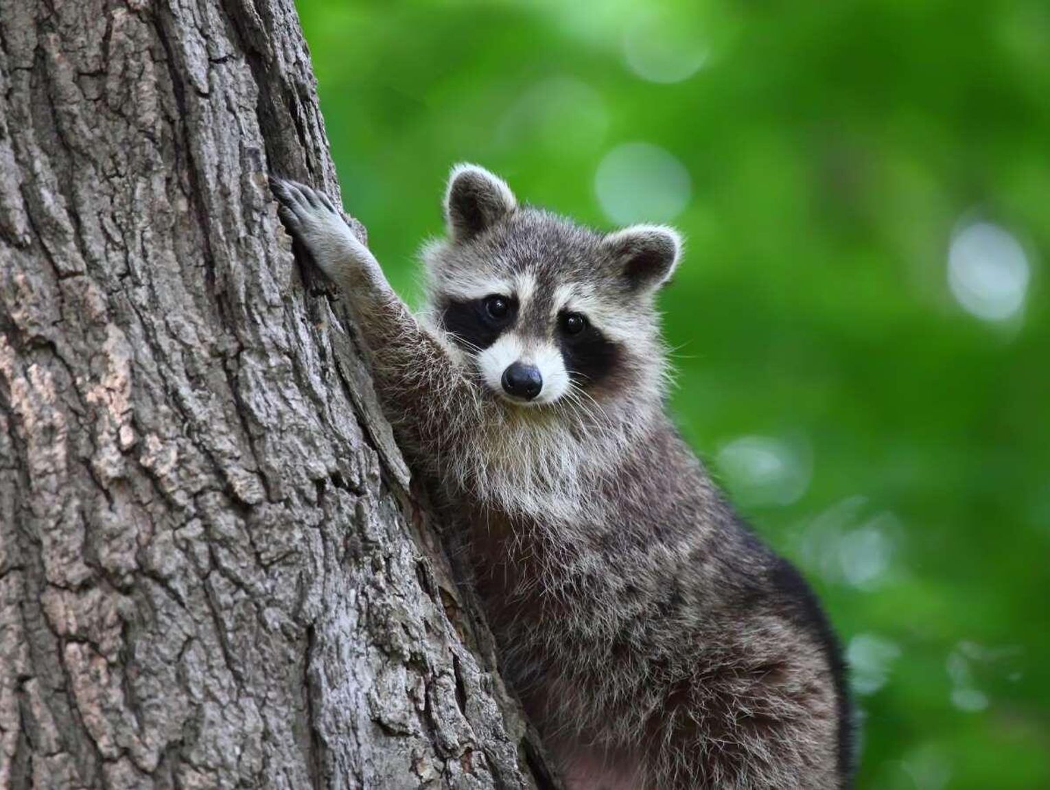 Szop pracz to "biologiczny najeźdźca". Łowczy z Zamościa: "To kwestia czasu, aż do nas dotrze"