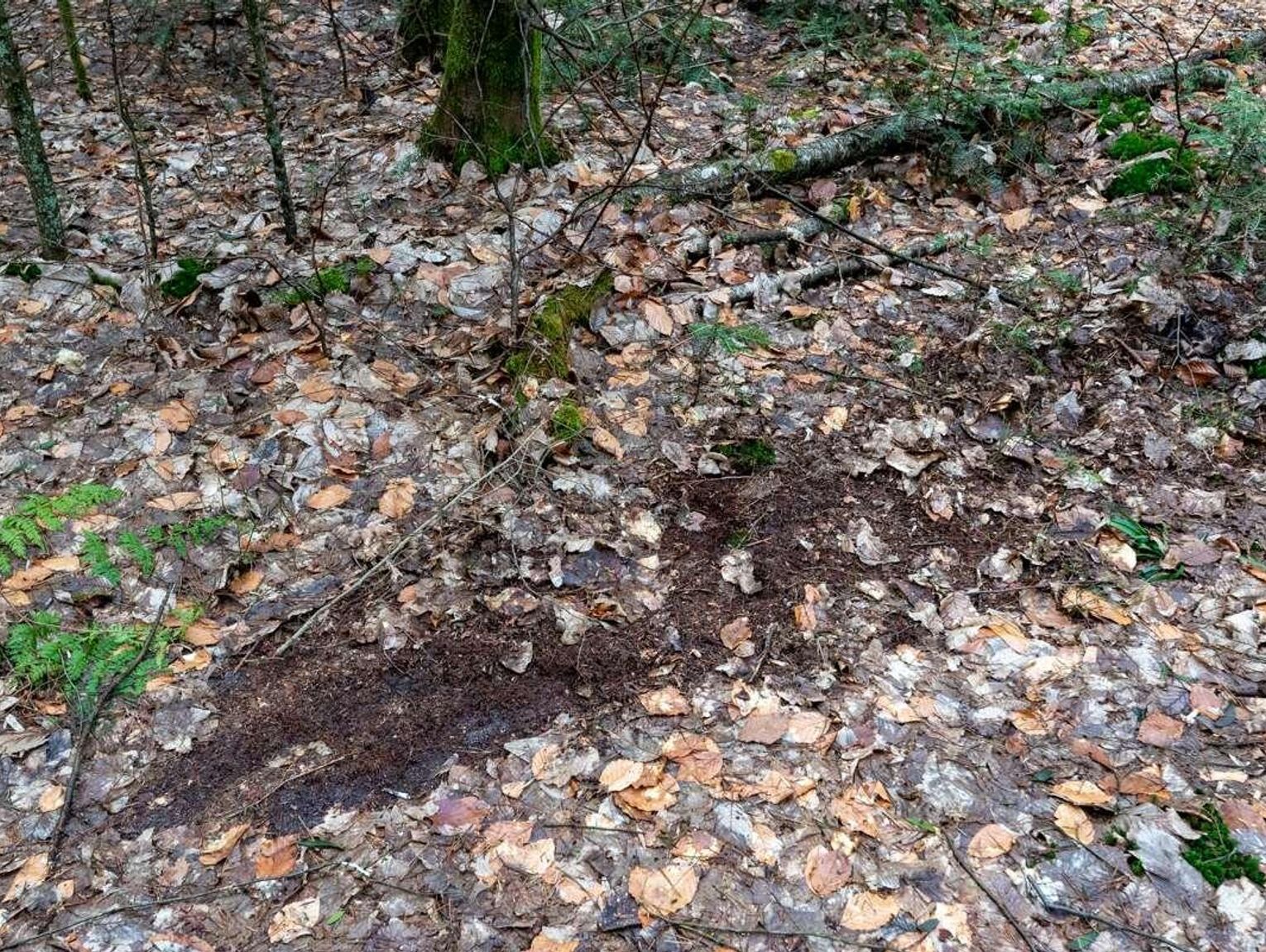 Tajemnicze ślady w lasach Roztoczańskiego Parku Narodowego. To nie grabie, to wilcze pazury