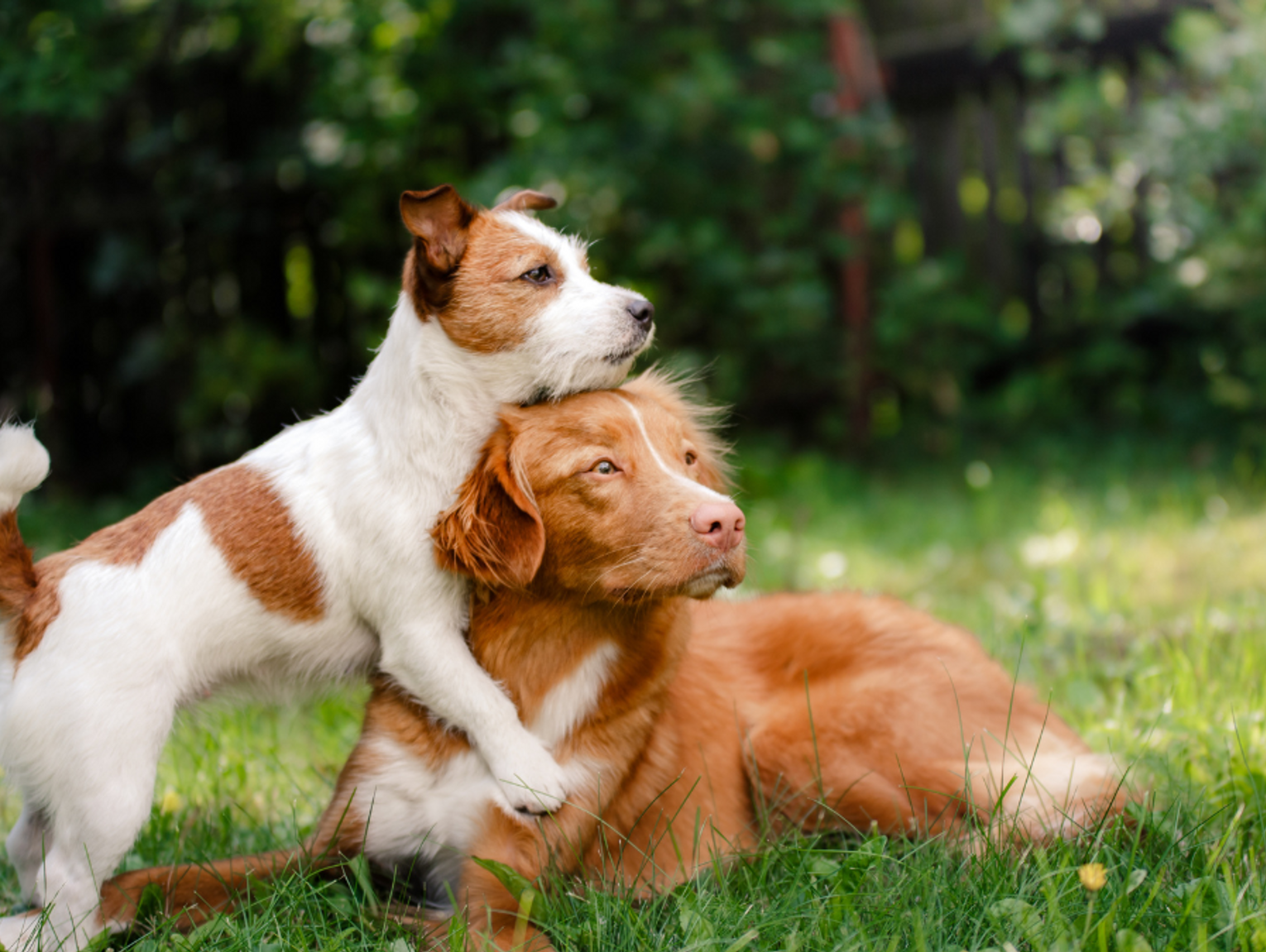 Takiego miejsca w Polsce nie było. Sala pożegnań dla zwierząt