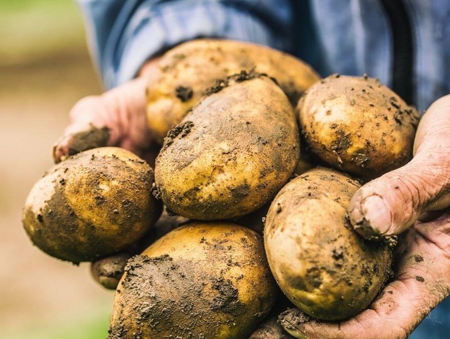 Tłuczone i frytki z Niemiec. Polskę zalewają zagraniczne ziemniaki