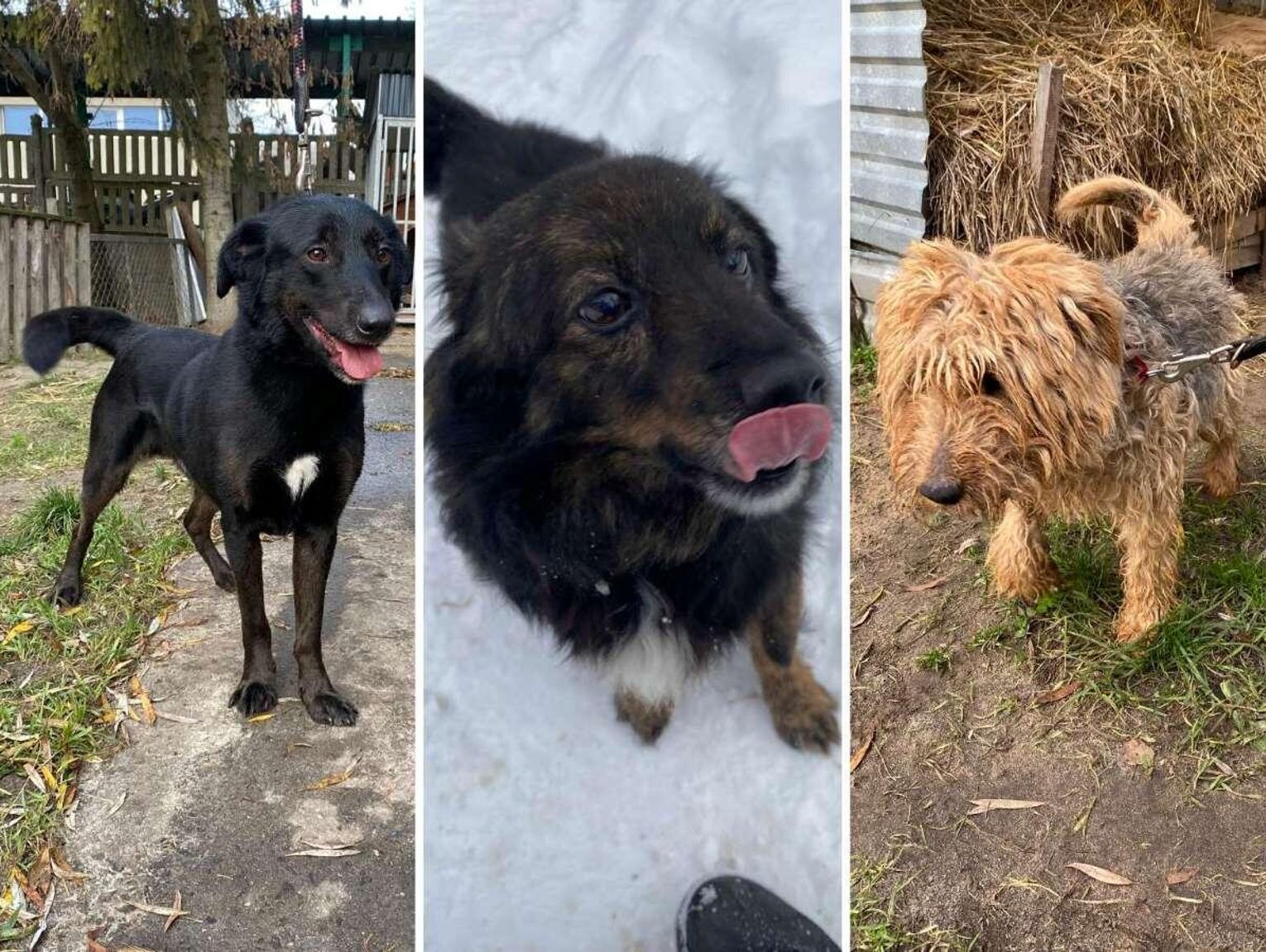 Tomaszów Lubelski: Pieski czekają na kochających i odpowiedzialnych właścicieli