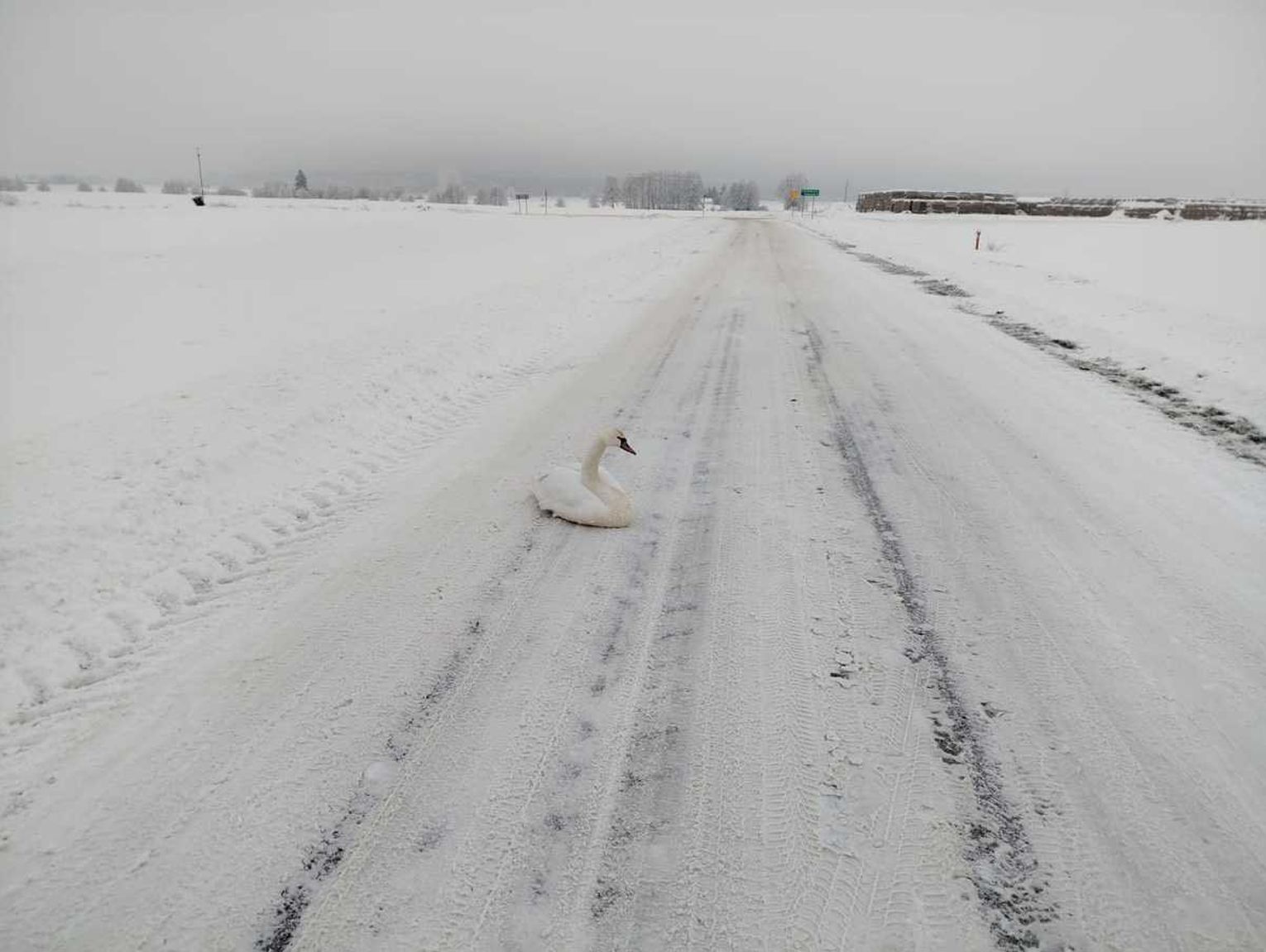 Uratował przemarzniętego łabędzia. Wzorowa postawa 32-latka z gminy Trzeszczany