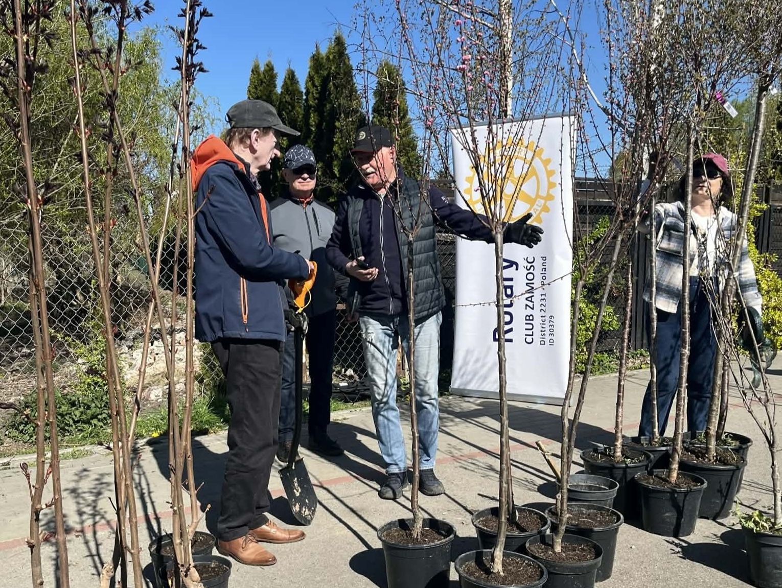 W ciągu 4 lat w Zamościu posadzono około 700 drzew