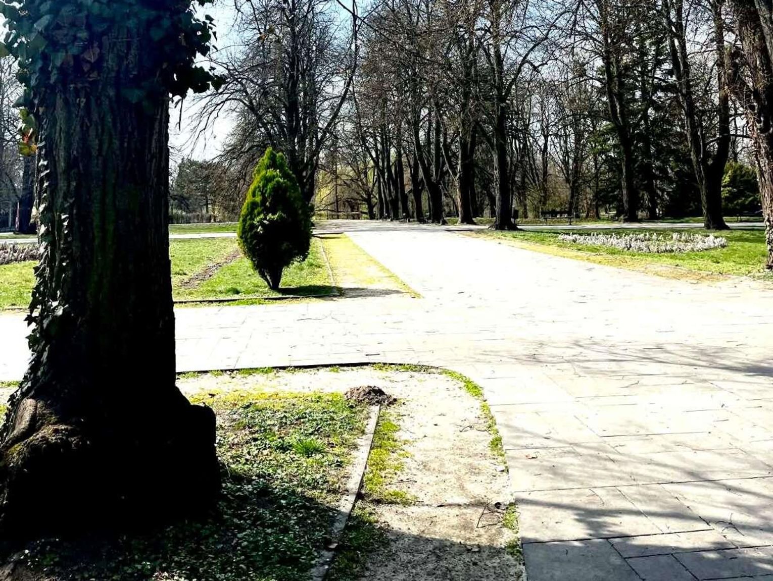 Wiadomo kto zadba o wiekowe drzewa w Zamościu