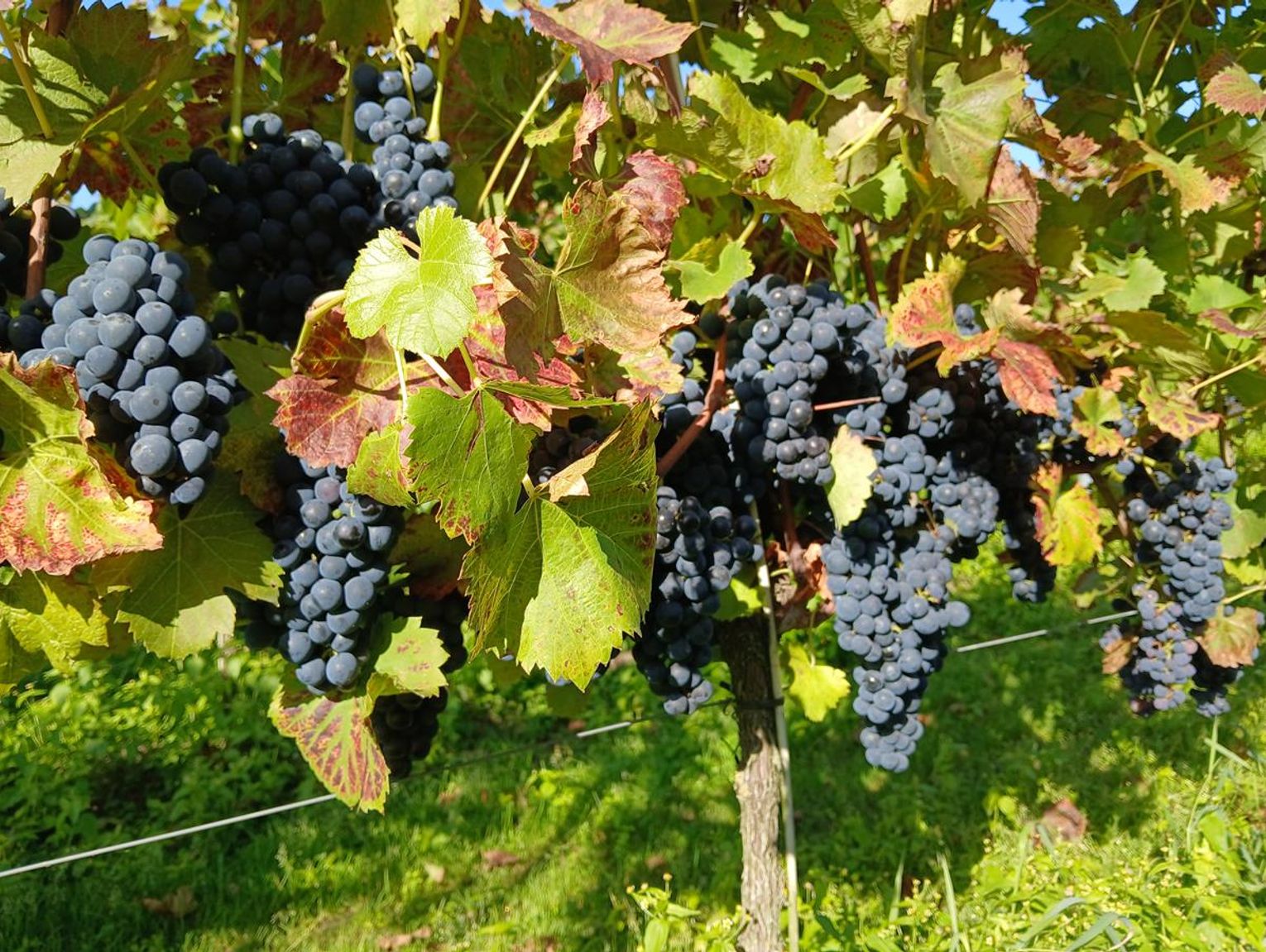 Winobranie w Winnicy Juliana. Tradycja i pasja na roztoczańskim wzgórzu [ZDJĘCIA]