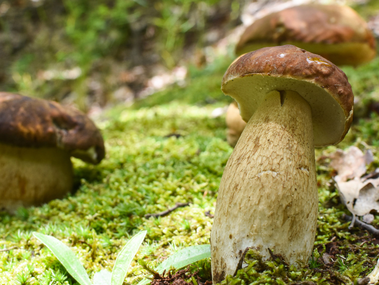 Wysyp grzybów dopiero przed nami. Ma być deszczowo i ciepło