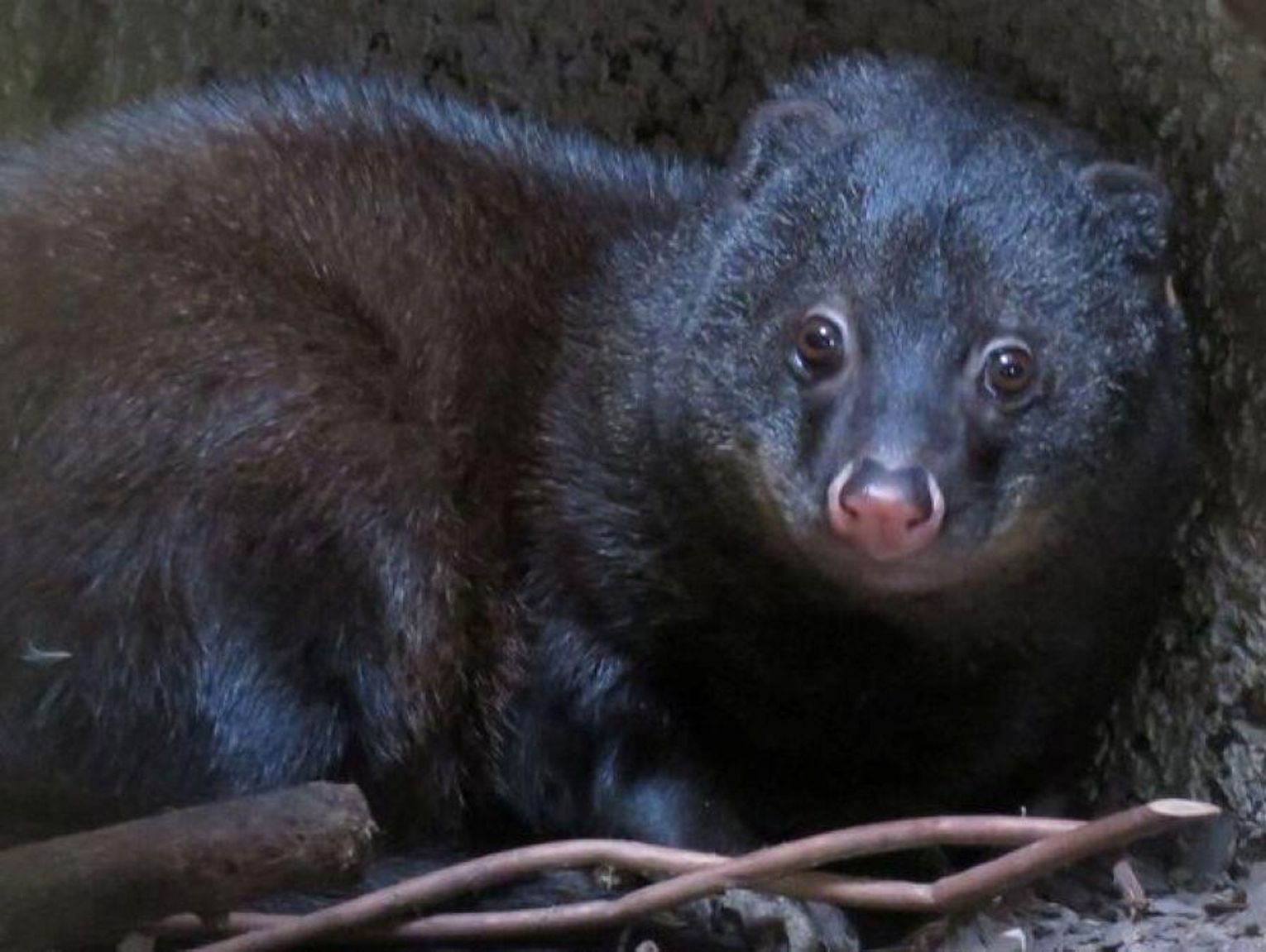 Z Czech do Zamościa. W ogrodzie zoologicznym jest kolejna mangusta